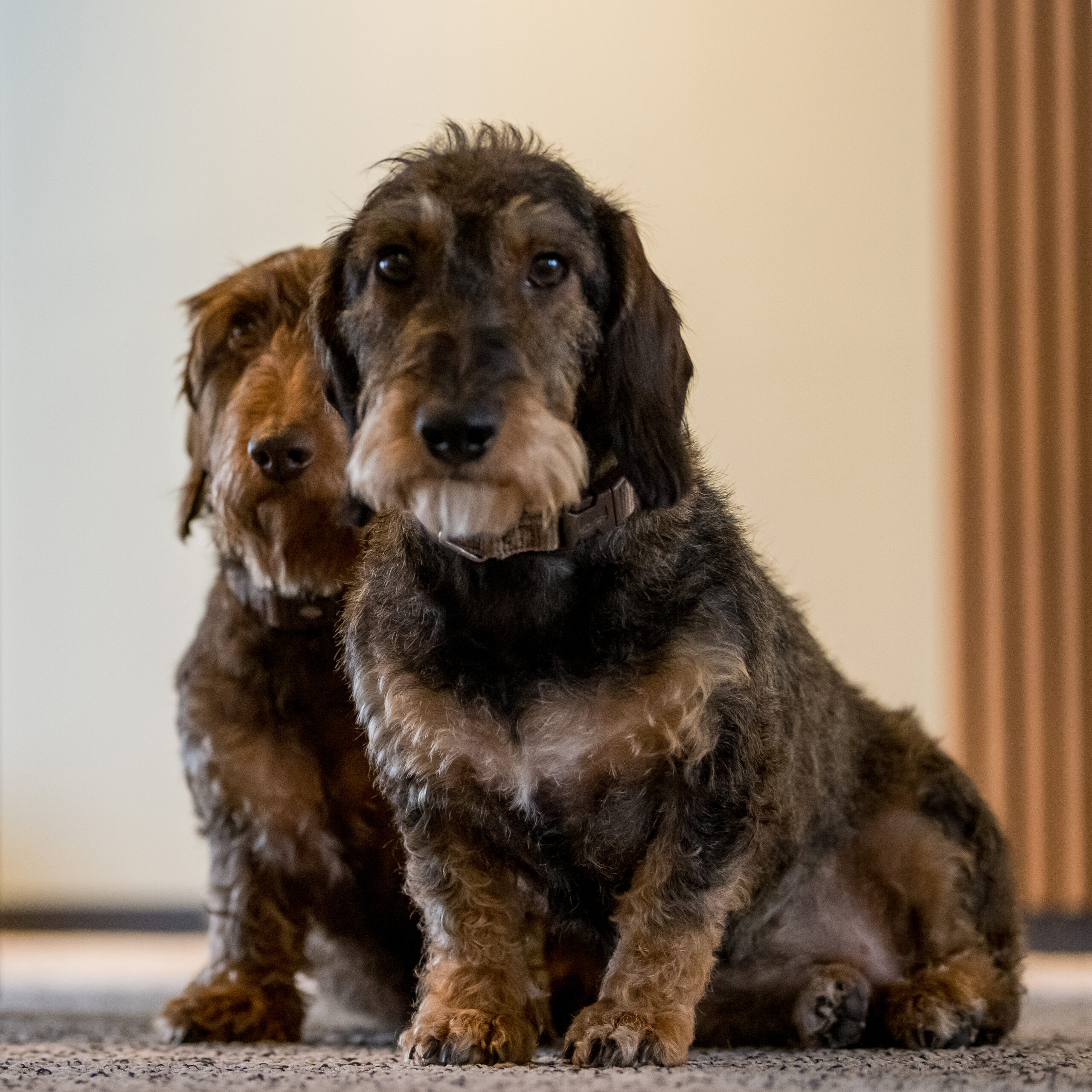 Over ons - Loetje & Lucy